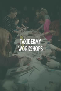 Taxidermy Workshops